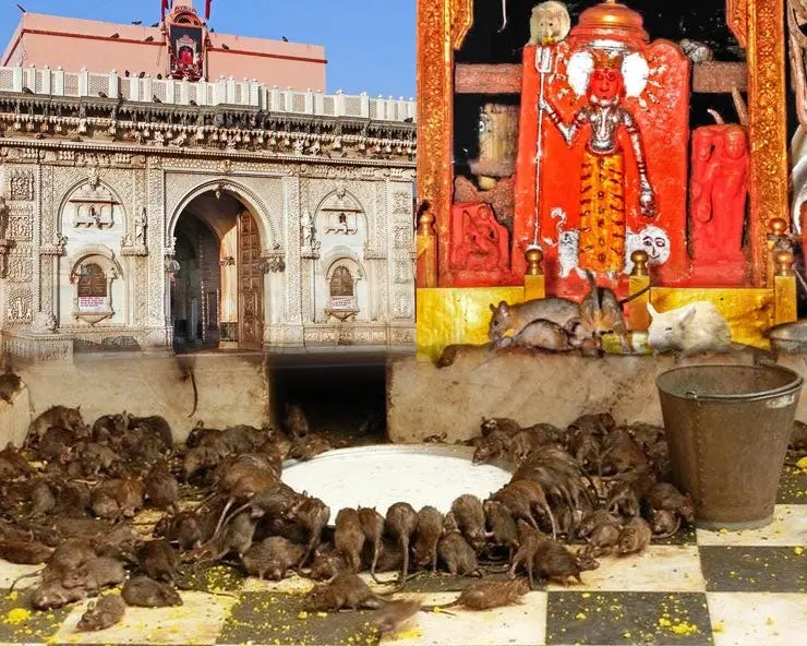 Karni Mata Temple - "Rat Temple"