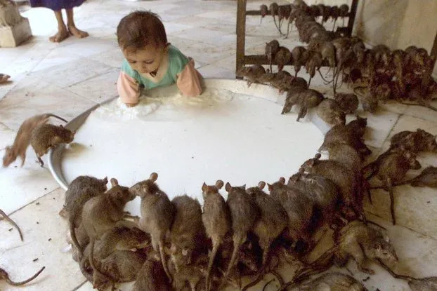 Karni Mata Temple - "Rat Temple"